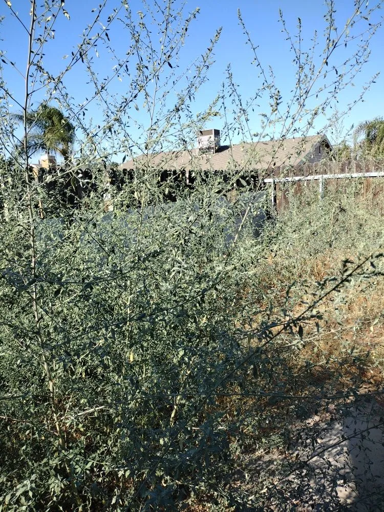 Affordable yard maintenance for beautiful yards in Hanford, CA by Reyes landscaping