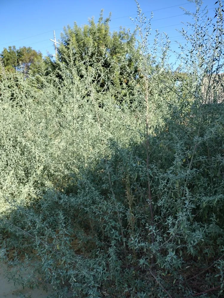 Top-rated lawn care service in Hanford, CA - Reyes landscaping