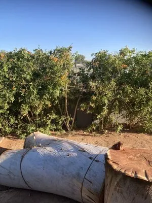 Reyes landscaping Logo