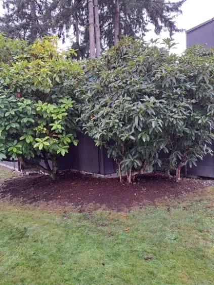 Trusted lawn care service experts serving Tacoma, WA - Reyes Landscaping