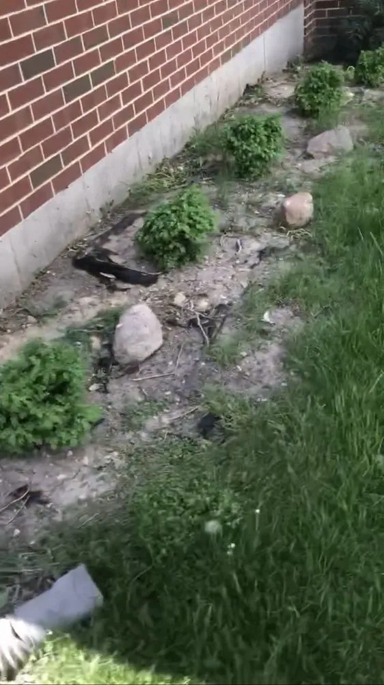 Affordable lawn care service for homes across West Chicago, IL - Reyes Landscaping