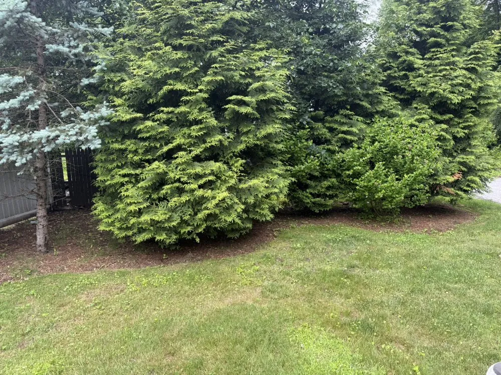 Expert yard cleanup service experts serving Worcester, MA - Reyes Landscaping