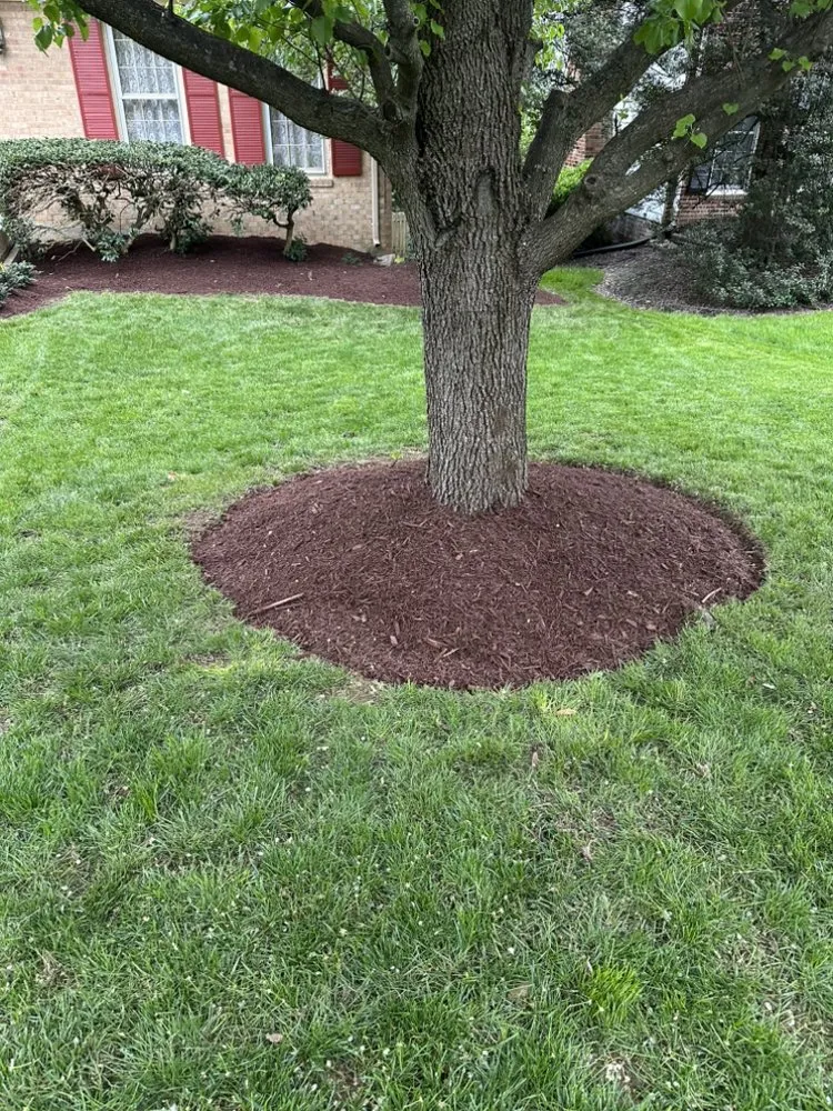 Affordable yard cleanup service in Alexandria, VA by Reyes Pro Landscaping
