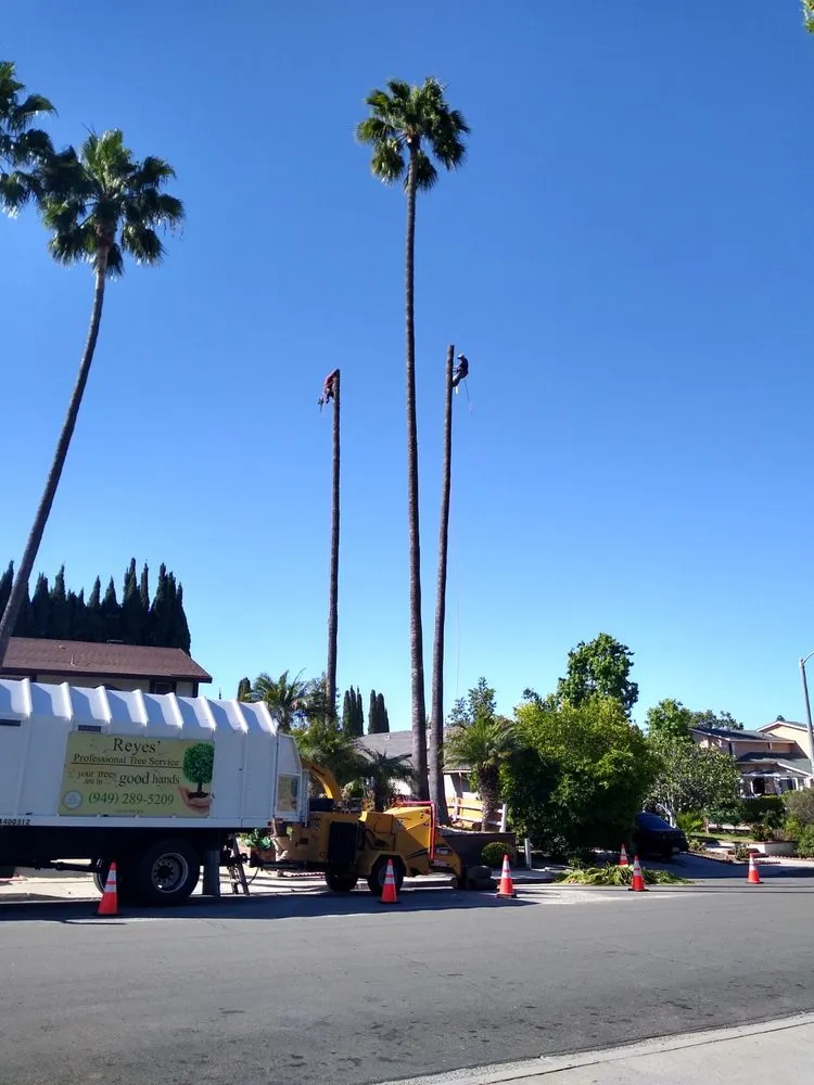 Local yard cleanup service for homes across Fullerton, CA - Reyes Professional Tree Services