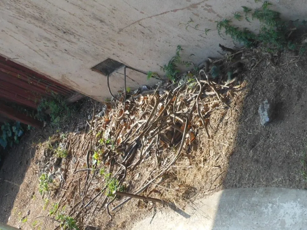 Custom residential landscaping experts serving Fullerton, CA - Reyes Professional Tree Services