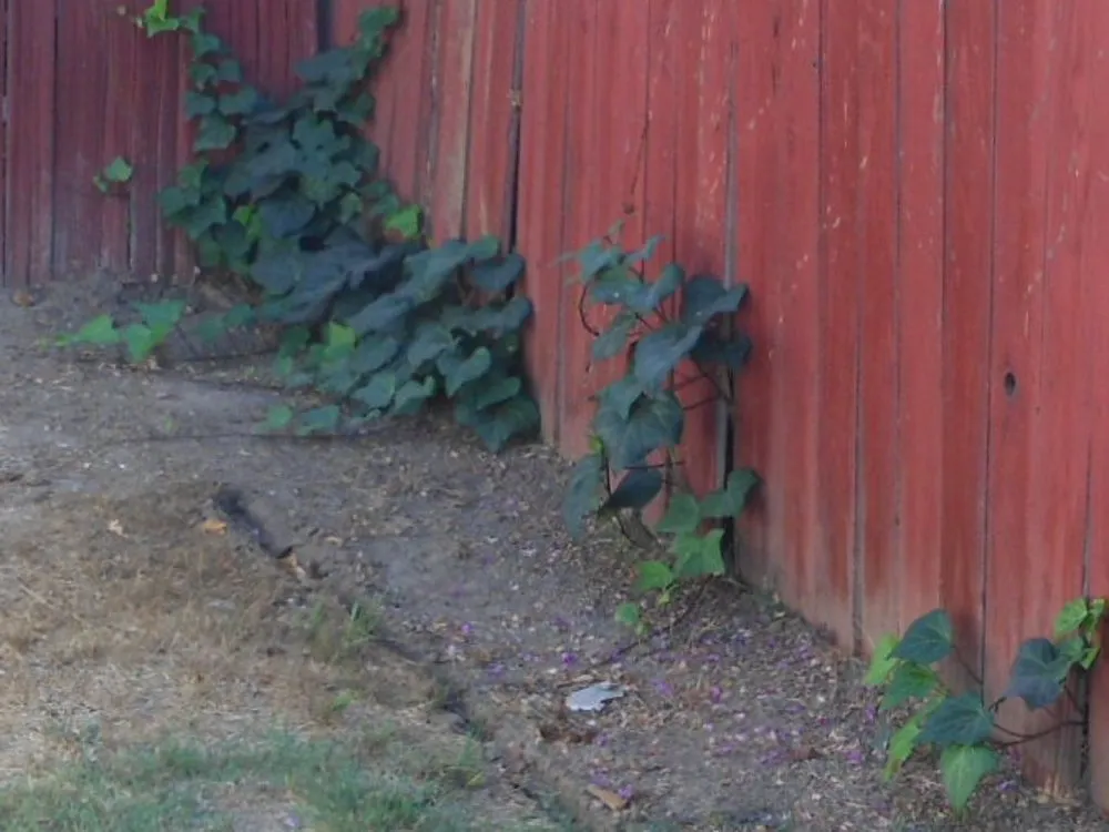 Custom residential landscaping experts serving Fullerton, CA - Reyes Professional Tree Services