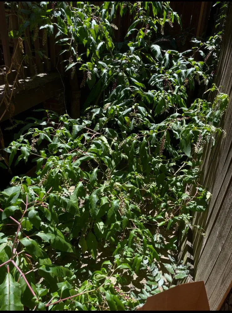 Top-rated landscaping services for year-round maintenance in Washington DC, DC by Reyes Solutions