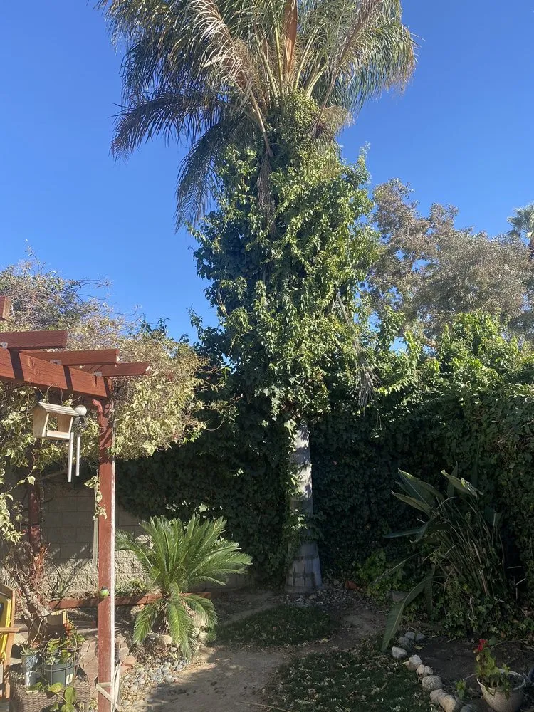 Trusted lawn care service in Riverside, CA by Reyes Tree Service & Landscaping