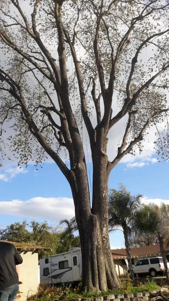 Expert landscape design experts serving Riverside, CA - Reyes Tree Service & Landscaping