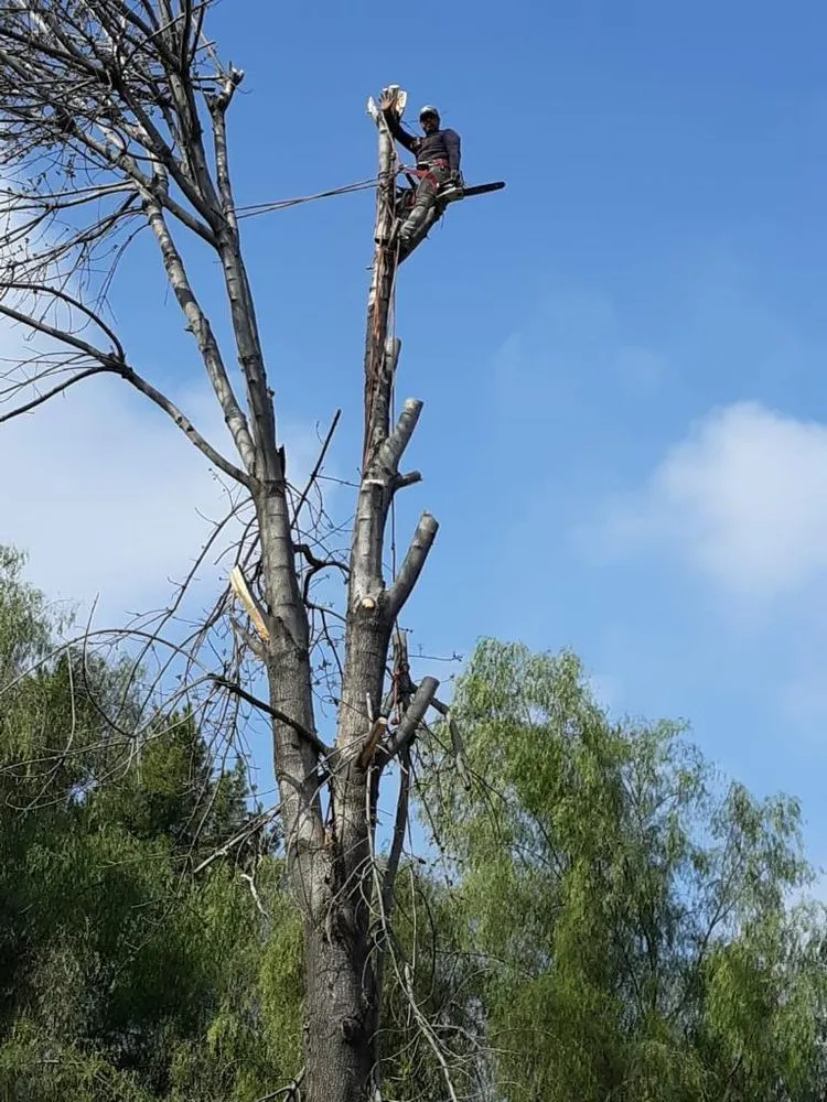 Professional outdoor landscaping experts serving Riverside, CA - Reyes Tree Service & Landscaping