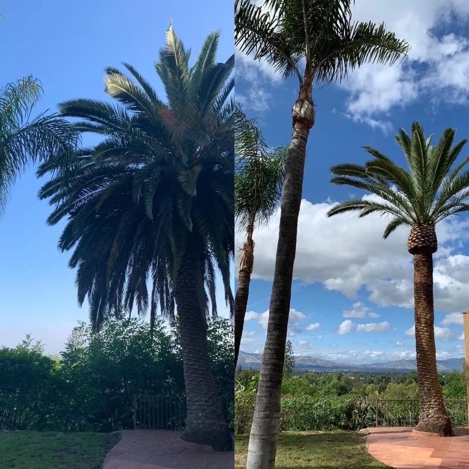 Custom yard maintenance near you in Northridge, CA by Reyes Tree Services