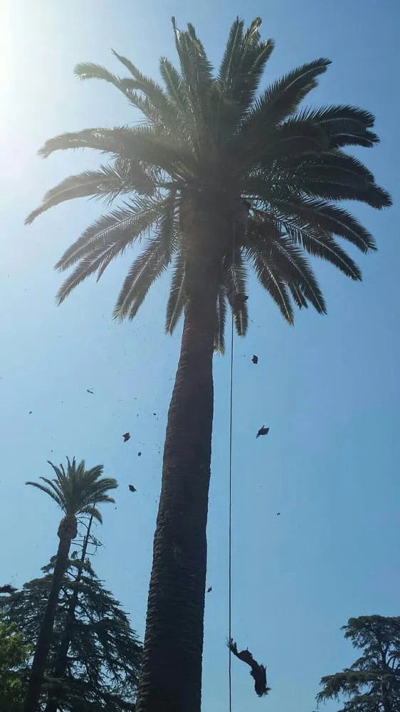 Custom outdoor landscaping for beautiful yards across Northridge, CA - Reyes Tree Services