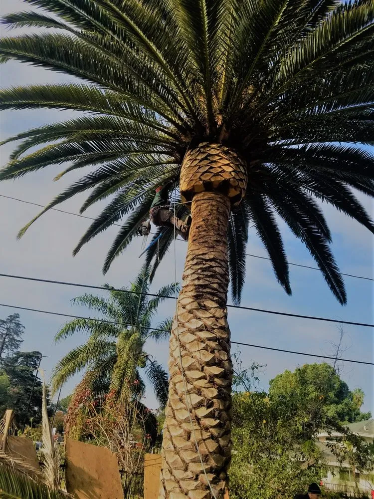 Local garden landscaping for year-round maintenance across Northridge, CA - Reyes Tree Services