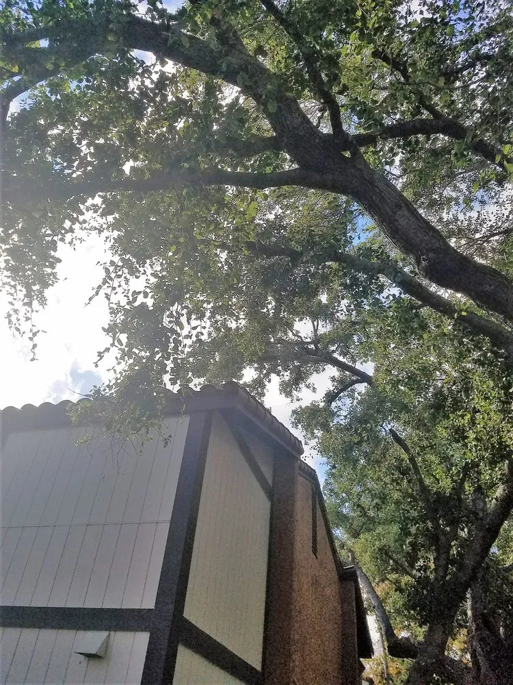 Reliable lawn mowing service experts serving Northridge, CA - Reyes Tree Services