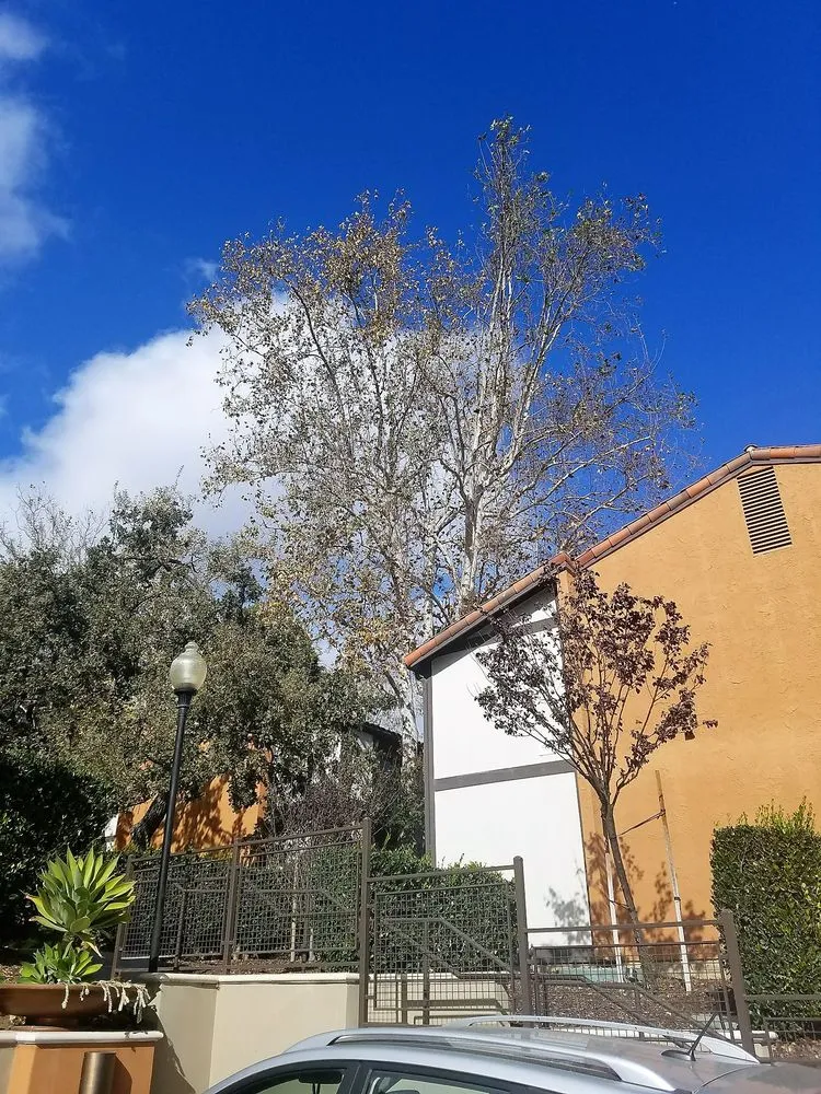 Reliable residential landscaping for homes across Northridge, CA - Reyes Tree Services