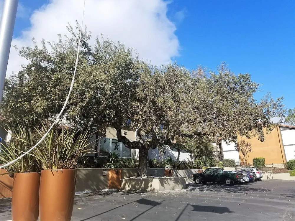 Expert lawn care service for outdoor upgrades across Northridge, CA - Reyes Tree Services