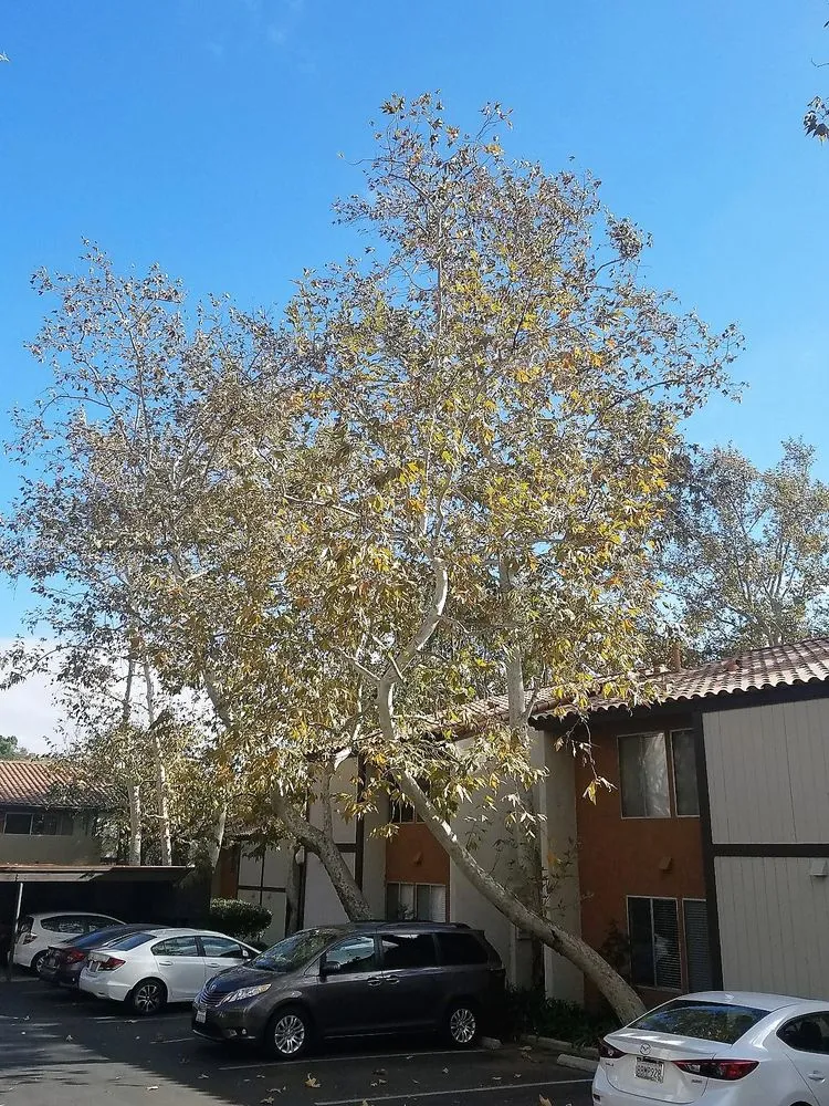 Trusted landscape installation for year-round maintenance across Northridge, CA - Reyes Tree Services