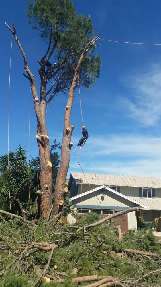 Custom landscaping services for year-round maintenance across Northridge, CA - Reyes Tree Services
