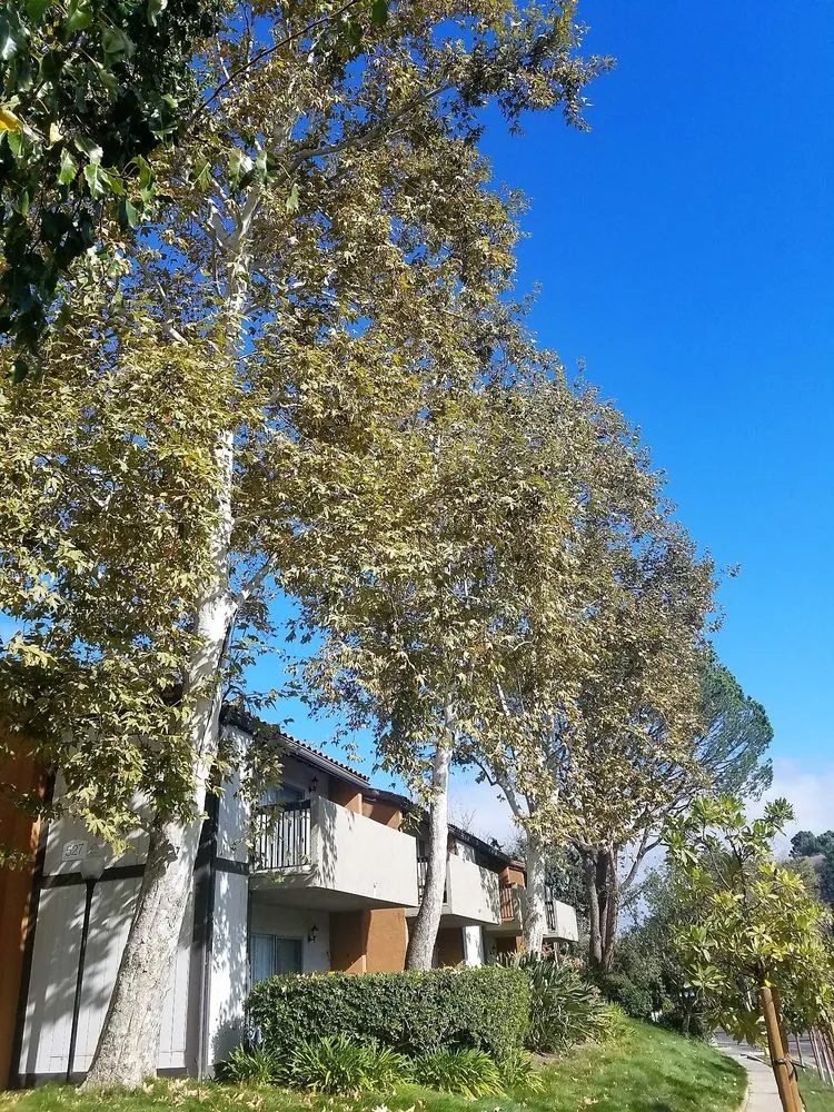 Local landscaping services in Northridge, CA by Reyes Tree Services