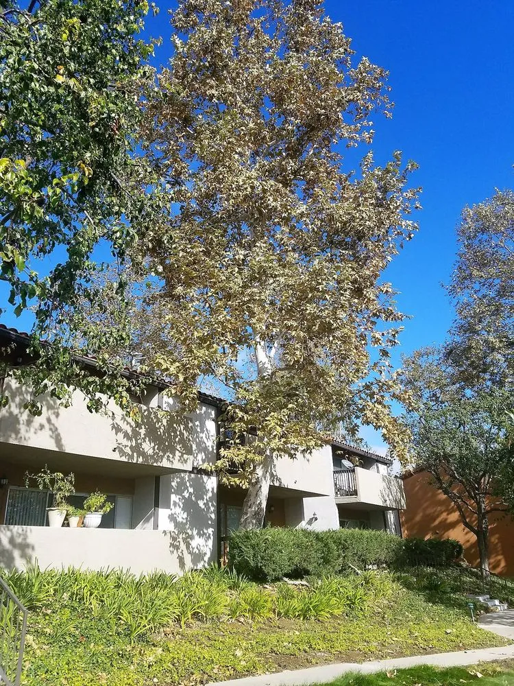 Reliable lawn care service in Northridge, CA by Reyes Tree Services