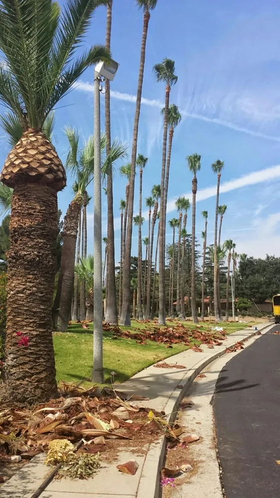 Local lawn care service in Northridge, CA by Reyes Tree Services