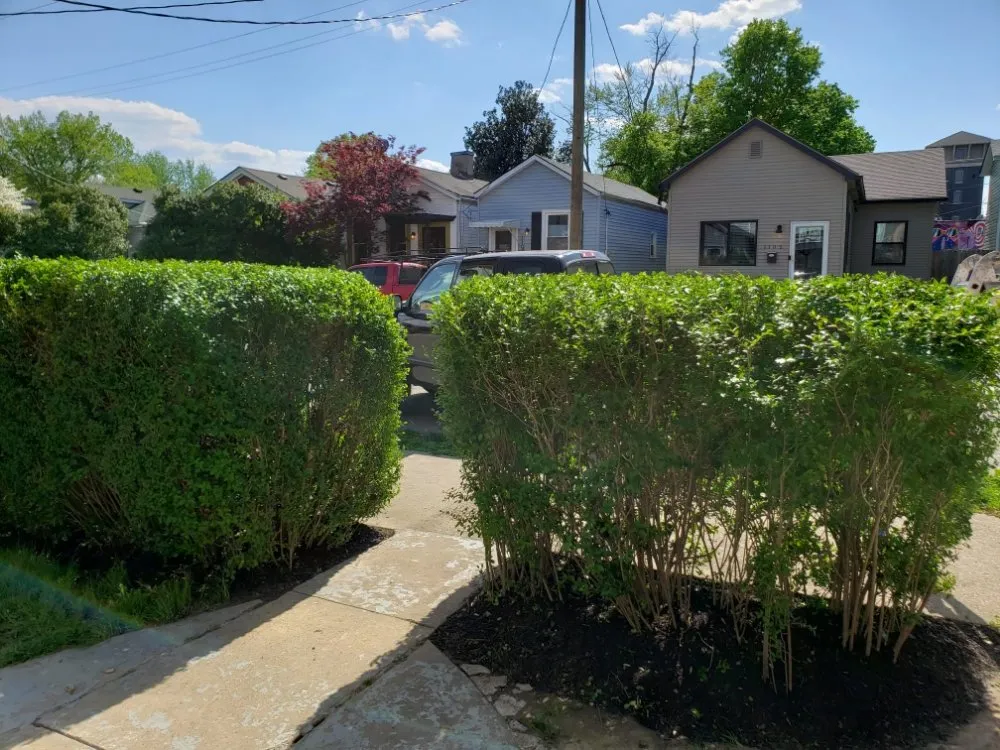 Local yard cleanup service for beautiful yards in Shelbyville, KY by Reyes Tree Services