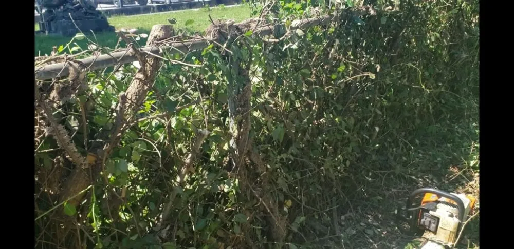 Affordable landscaping services in Shelbyville, KY - Reyes Tree Services