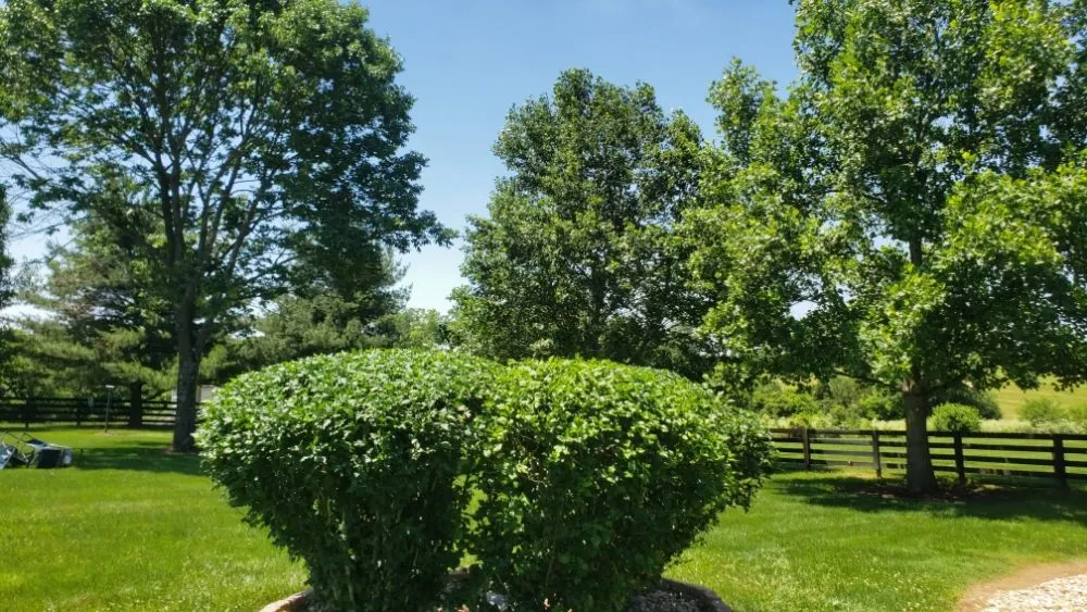 Affordable yard cleanup service in Shelbyville, KY - Reyes Tree Services