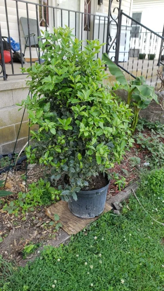 Top-rated yard maintenance for year-round maintenance across Shelbyville, KY - Reyes Tree Services