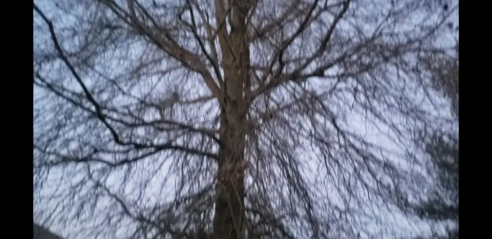 Affordable landscape design near you in Shelbyville, KY by Reyes Tree Services