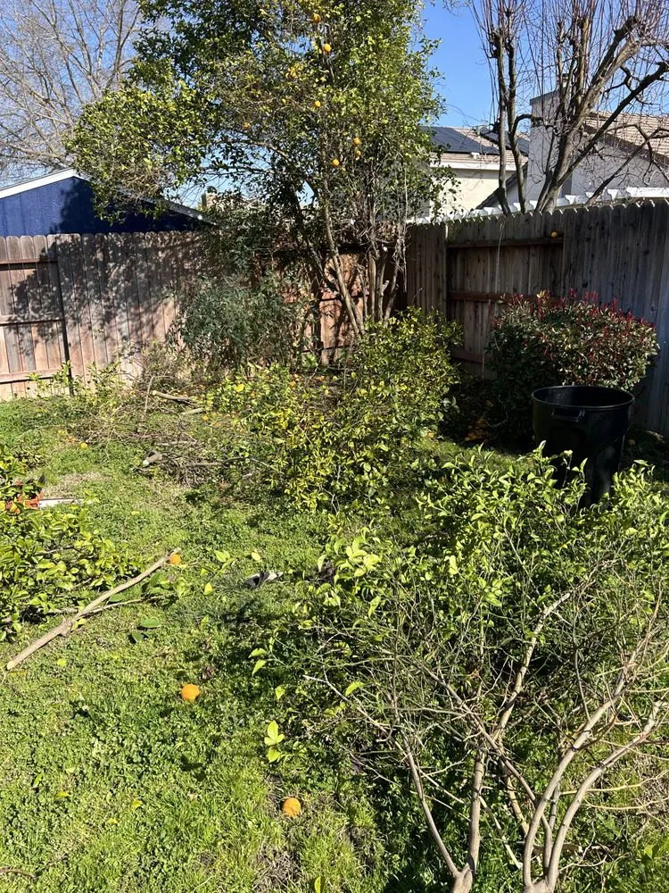 Affordable landscape installation in Lodi, CA by Reyes Yard Work