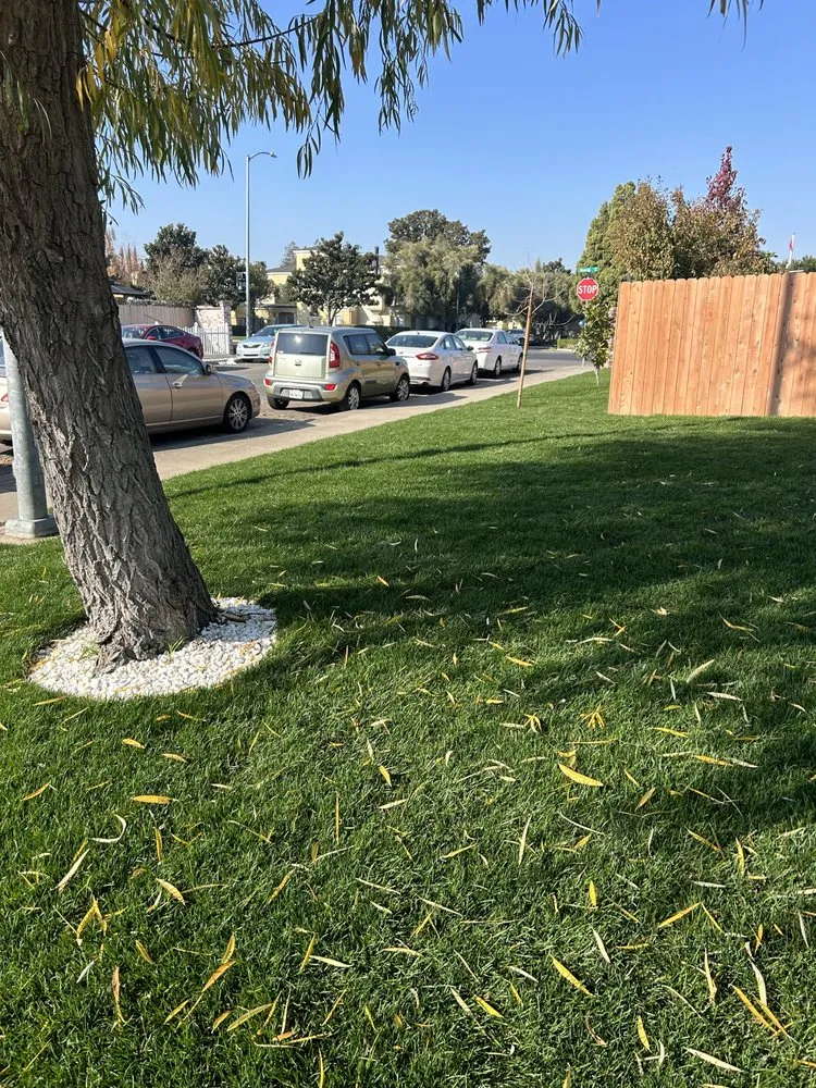 Local lawn care service in Lodi, CA by Reyes Yard Work
