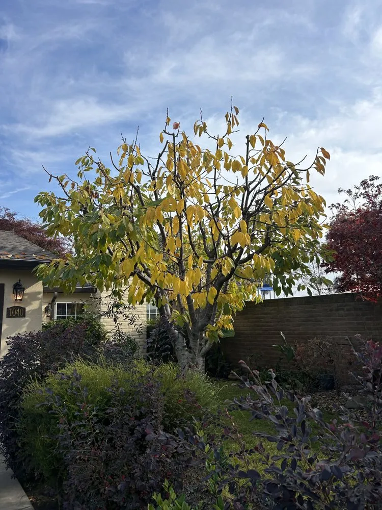 Trusted landscape installation experts serving Lodi, CA - Reyes Yard Work