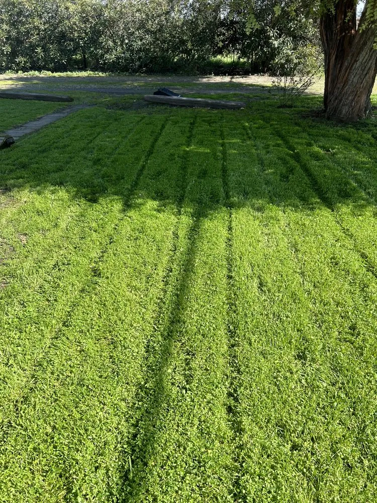 Professional lawn care service in Lodi, CA - Reyes Yard Work