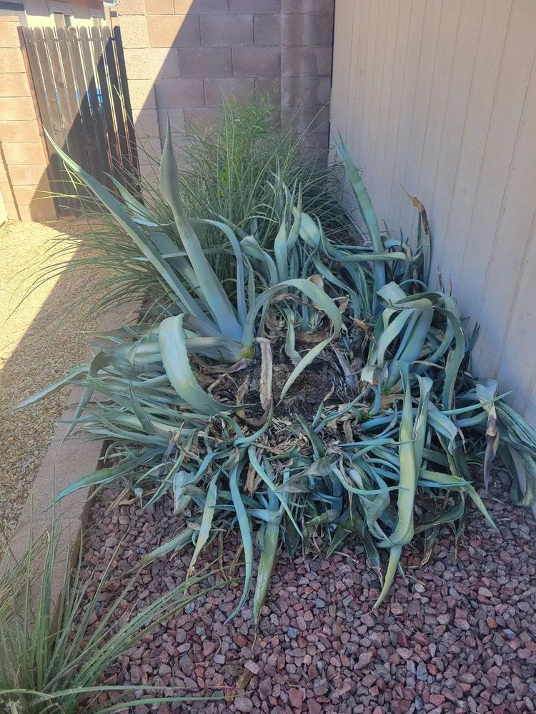 Professional lawn care service in Phoenix, AZ - Reymundo Landscaping