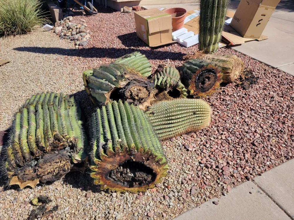 Custom lawn care service experts serving Phoenix, AZ - Reymundo Landscaping