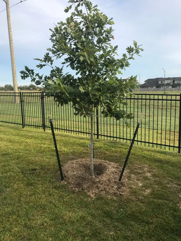 Affordable yard maintenance in College Station, TX - Reyna Landscapes