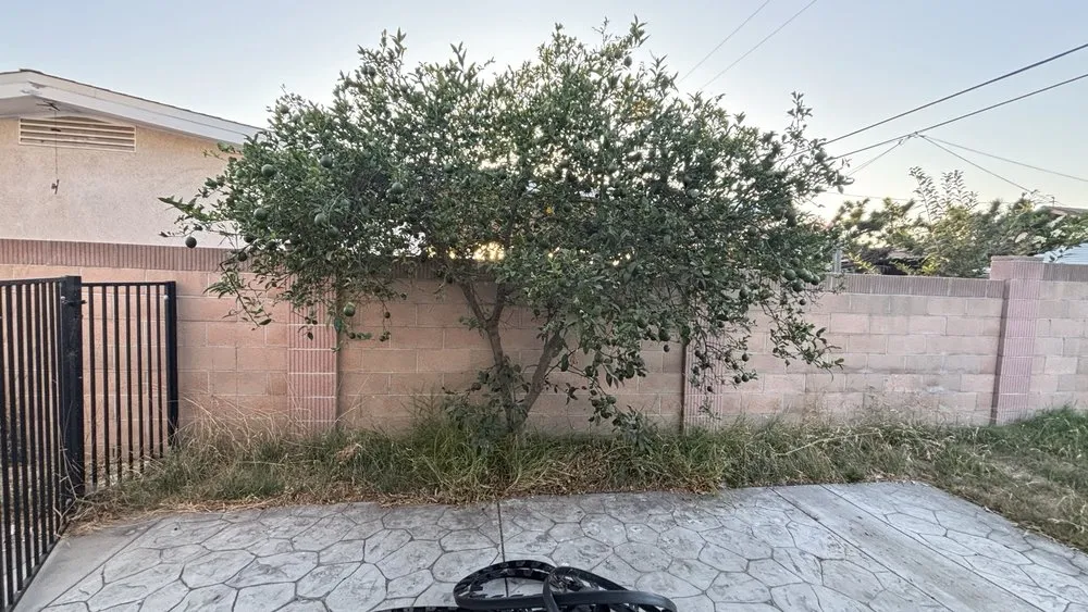 Custom yard cleanup service experts serving La Habra, CA - Reynaldo Landscape Inc.