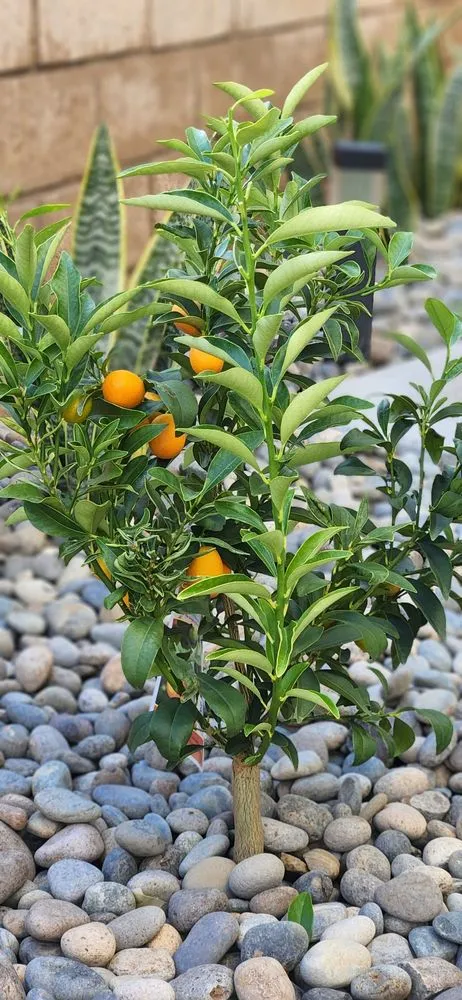 Professional landscape installation in La Habra, CA by Reynaldo Landscape Inc.