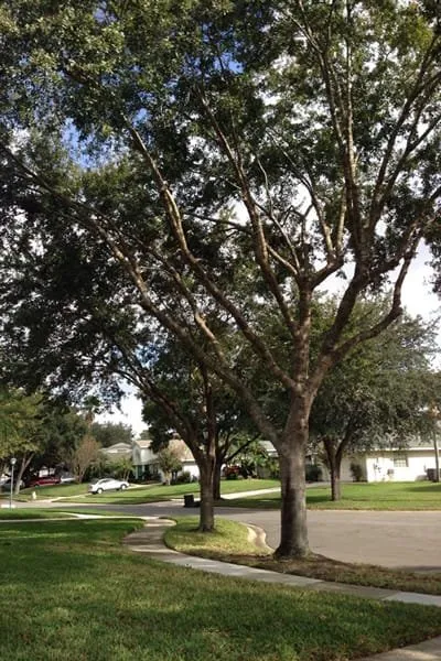 Trusted garden landscaping in Houston, TX - Reyna's lawn services