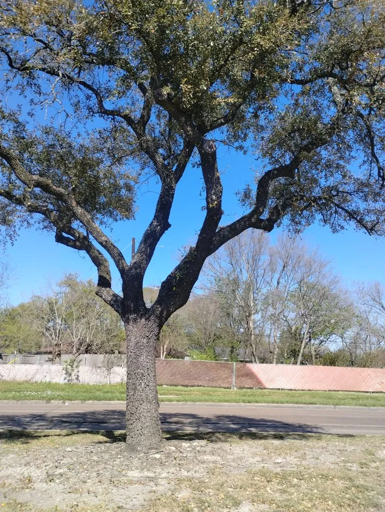 Custom garden landscaping experts serving Houston, TX - Reyna's lawn services