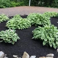 Reynolds and Sons Lawncare