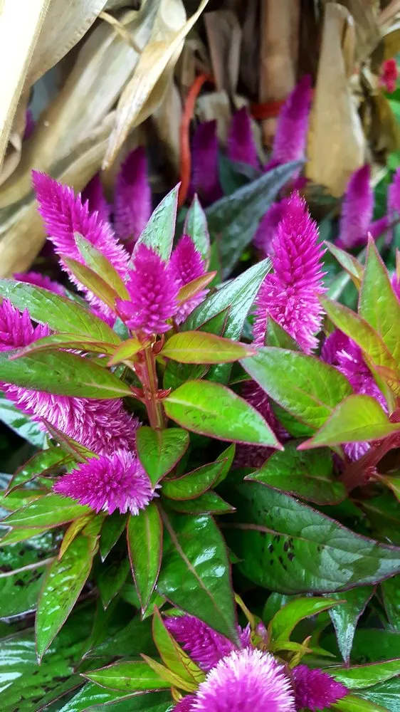 Expert outdoor landscaping in Manahawkin, NJ by Reynolds Garden Shop