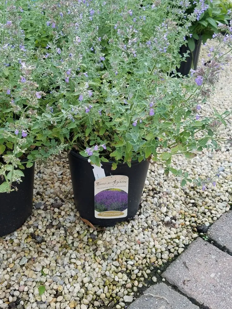 Top-rated lawn mowing service for residential properties across Manahawkin, NJ - Reynolds Garden Shop