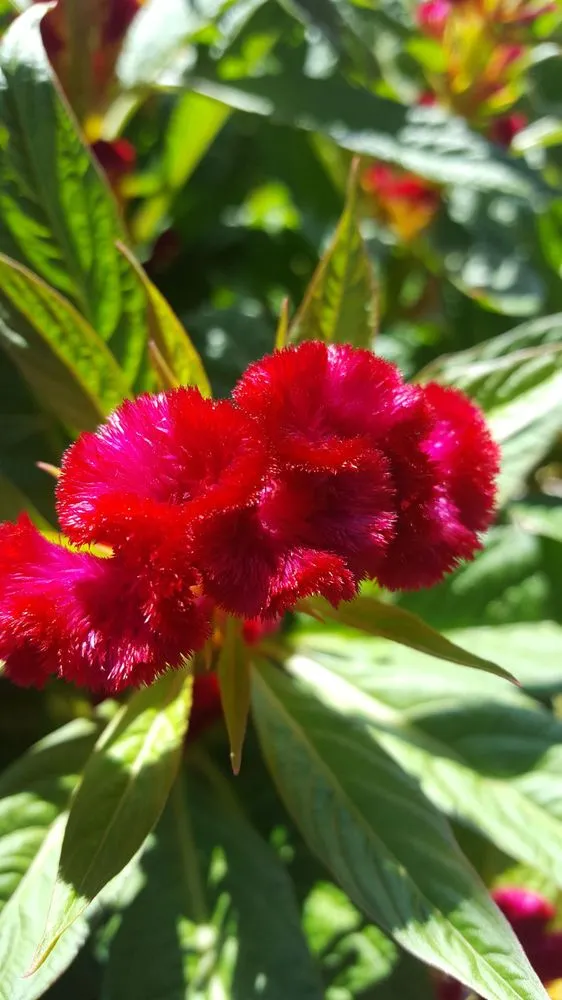 Custom landscaping services in Manahawkin, NJ by Reynolds Garden Shop