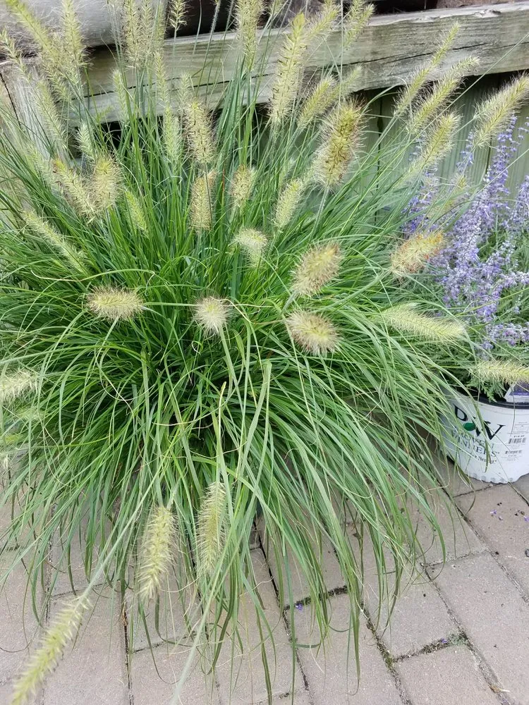 Local lawn mowing service experts serving Manahawkin, NJ - Reynolds Garden Shop