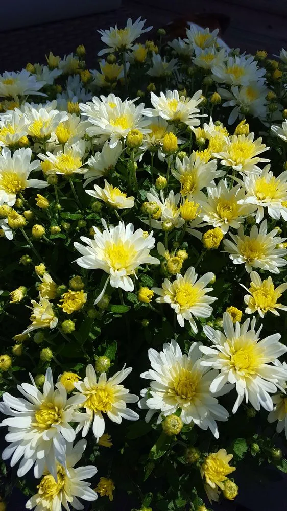 Expert landscaping services in Manahawkin, NJ by Reynolds Garden Shop