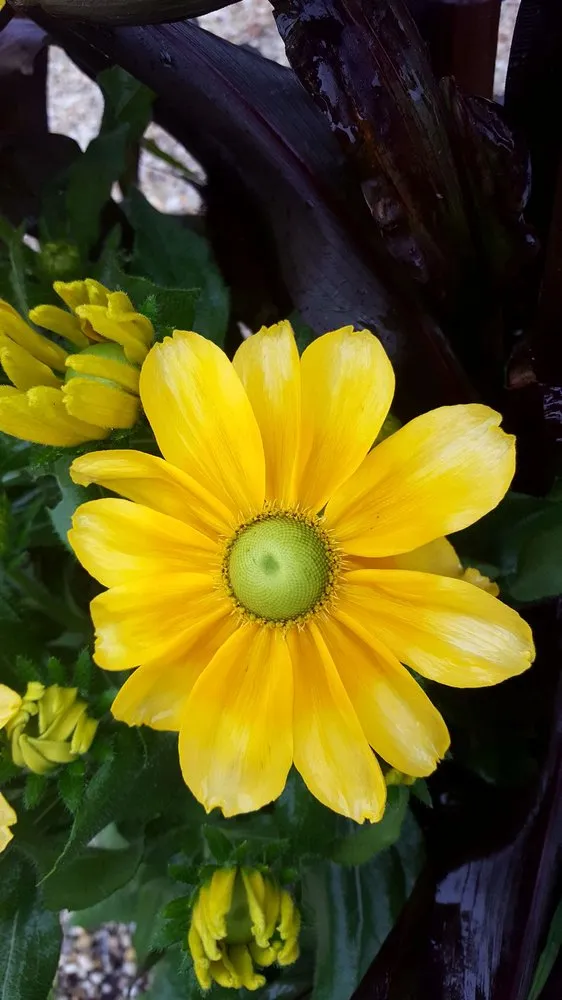 Affordable landscaping services in Manahawkin, NJ - Reynolds Garden Shop