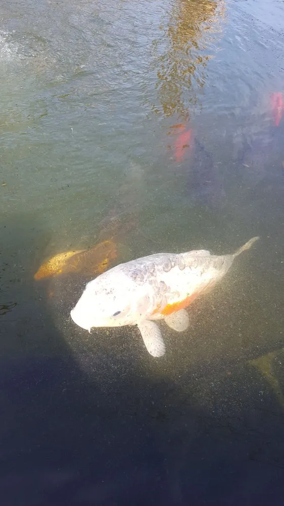 Top-rated lawn care service for year-round maintenance in Manahawkin, NJ by Reynolds Garden Shop