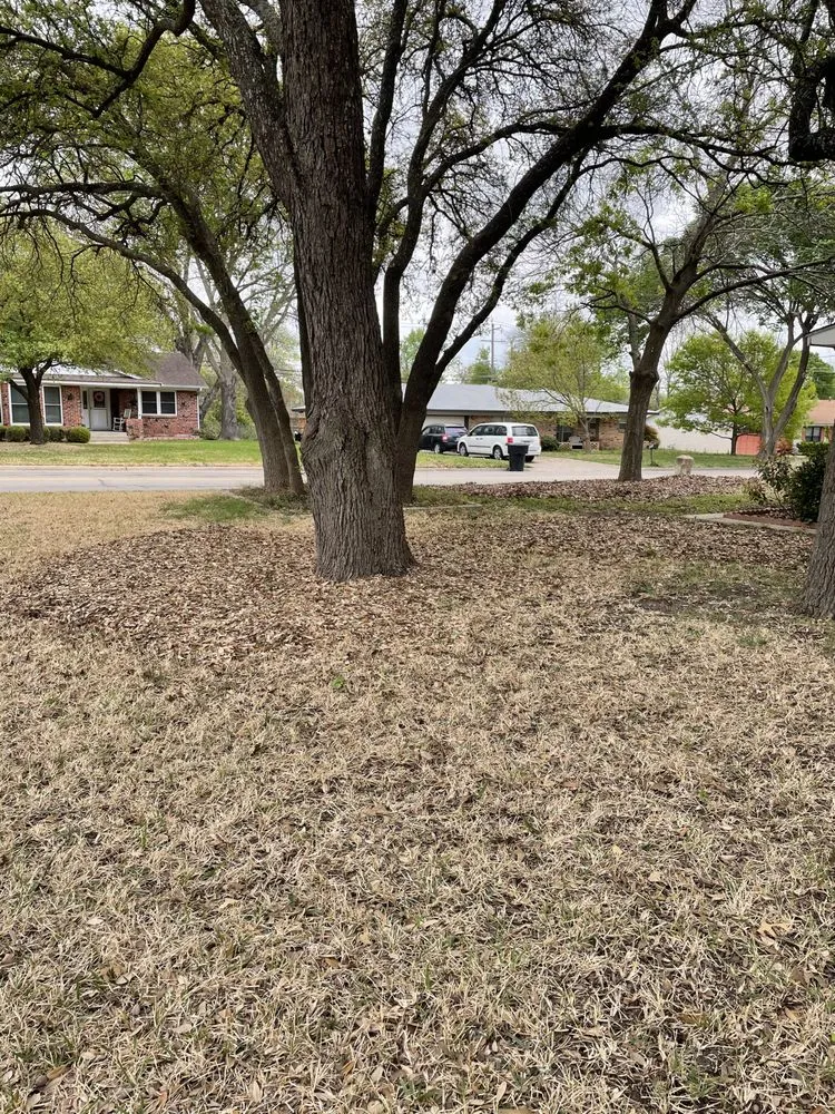 Custom landscape installation for year-round maintenance in Temple, TX by Reynolds Landscape and Irrigation